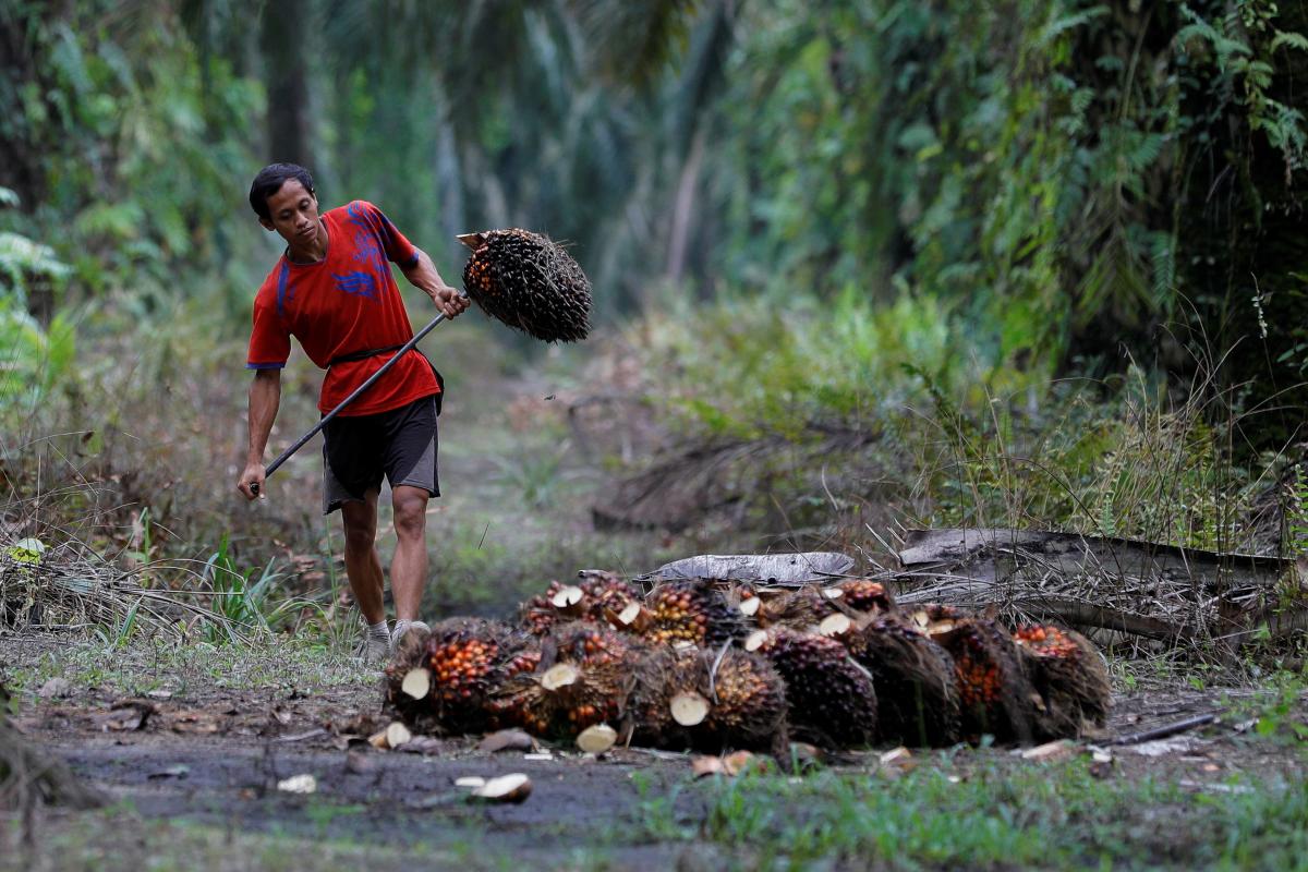 A worker collects fresh fruit bunches during harvest at a palm oil plantation in Kampar regency in Riau province, Indonesia, April 26, 2022. REUTERS/Willy Kurniawan