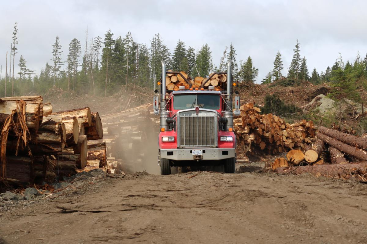 A logging truck transports old-growth cedar logs for Haida-owned company Taan Forest, on Graham Island, Canada. July 24, 2024. Thomson Reuters Foundation/Jack Graham